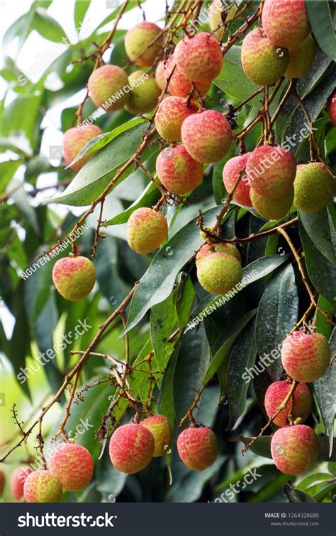 Lychee Season Vietnam Stock Photo 1264328680 | Shutterstock