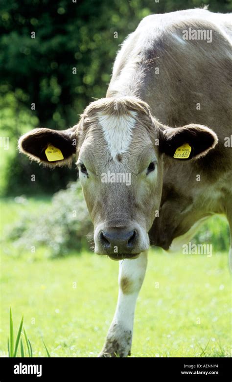 Cow eating grass Stock Photo - Alamy