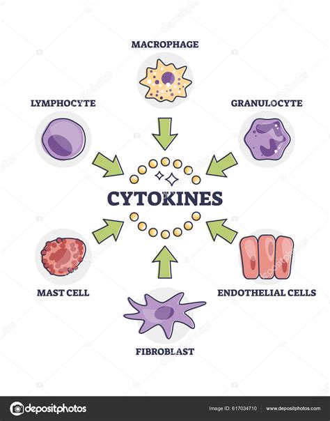 Cytokines Releasing Cells List Immune System Response Outline Diagram