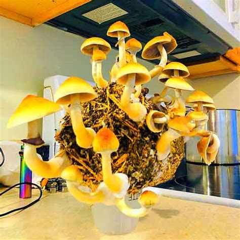 Jedi Mind Fuck Spore Syringe JMF Fullsend OrgaNicks