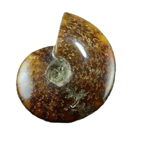 Aa Ammonite Bonito Nautilus Madagascar Esp Cime Healing G G Frete Gr