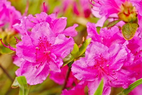 Azaleas Flores Plantas Foto Gratis En Pixabay Pixabay