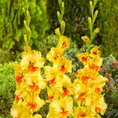 Get Gladiolus Jester Summer Flowering Bulb In Mi At English Gardens