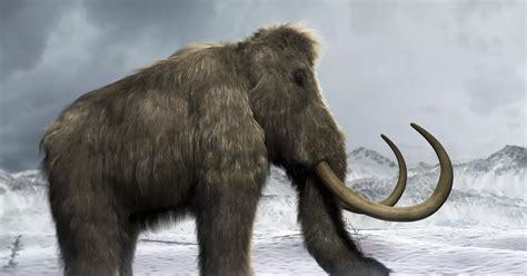 Scientists on brink of bringing extinct woolly mammoth back to life by ...