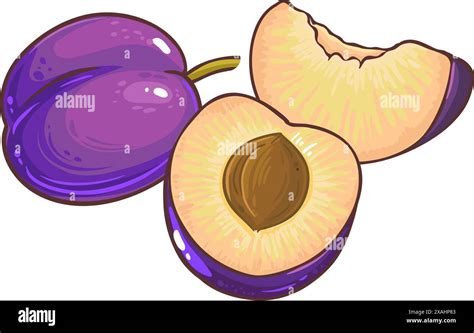 Plum Fruit Colored Detailed Illustration Stock Vector Image And Art Alamy