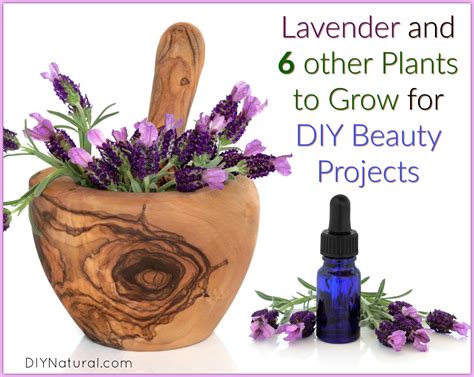 growing lavender    plants  diy beauty projects