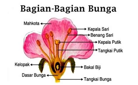 pengertian bunga  bagian bagian bunga teknowarta