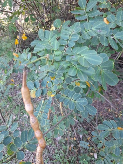 Easter Cassia From Carina Qld Australia On August At