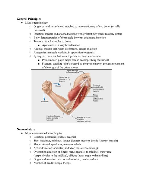 Lecture Skeletal Muscle Gross Anatomy Part General