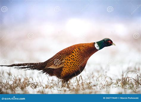 male common pheasant phasianus colchius ring necked pheasant stock