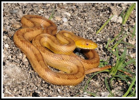 Eastern Rat Snake | Florida Backyard Snakes