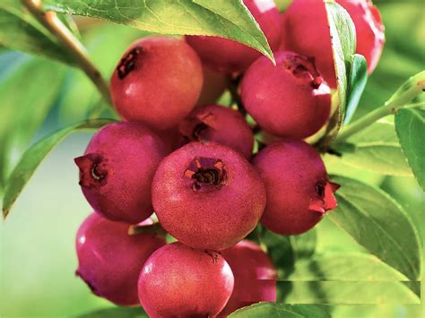 Голубика ПИНК ЛИМОНАД (Pink Lemonade) 3 года sadyantar.ru