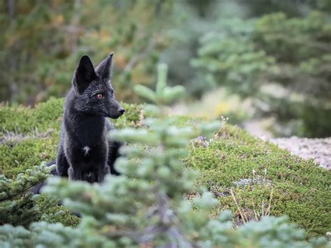 Black Fox Animal