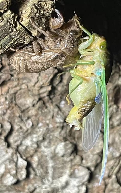 Anatomy Cicada Mania