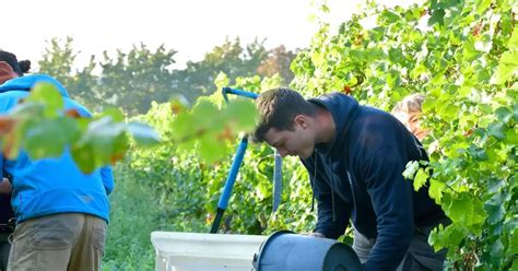 Weinlese Wirds ein guter Jahrgang Kreis Bad Dürkheim RHEINPFALZ