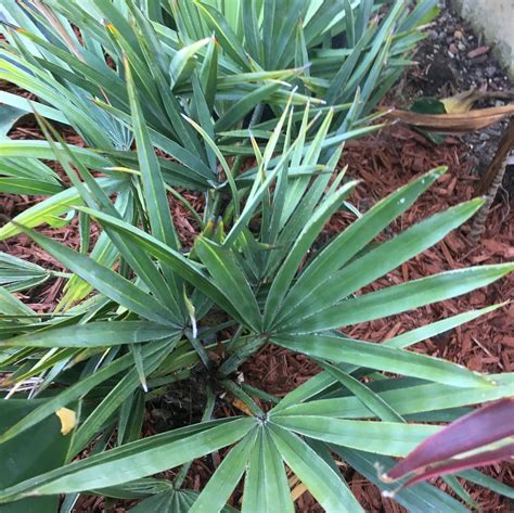 Palm Trees In Indiana Silver Saw Palmetto Serenoa Repens This