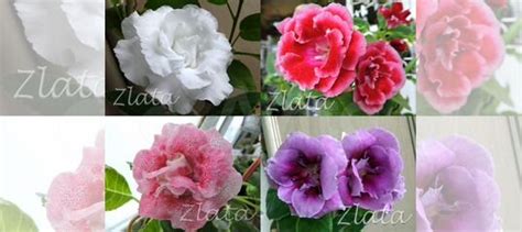 Глоксинии сортовые редкие сорта купить в Екатеринбурге | Товары для ...