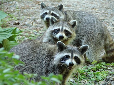 Raccoons | Fun Animals Wiki, Videos, Pictures, Stories