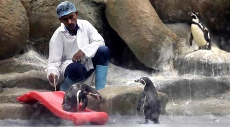 First-ever penguin born in India dies at Mumbai’s Byculla zoo | India