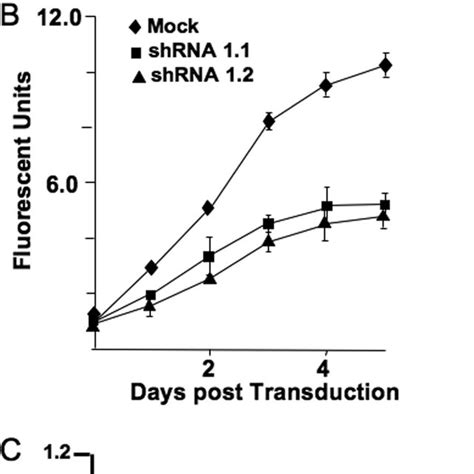 Activation Of Dnmt1 Activity By Dmap1 In Vitro Methylase Assays Were