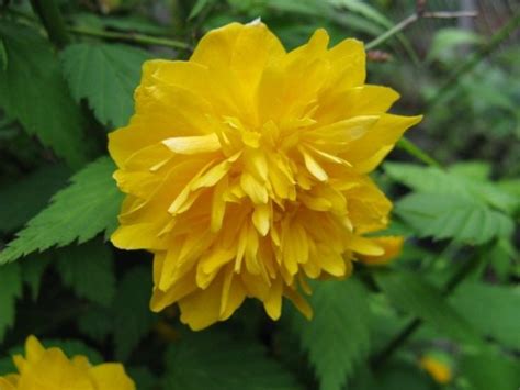 Керрия японская — одна из рода. Посадка, размножение, уход. Фото ...