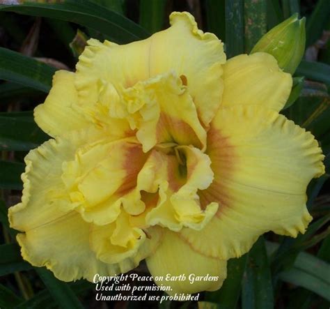 Daylily Hemerocallis Jelly Roll Truffle In The Daylilies Database