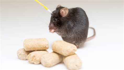 do mice' eat fungi 7