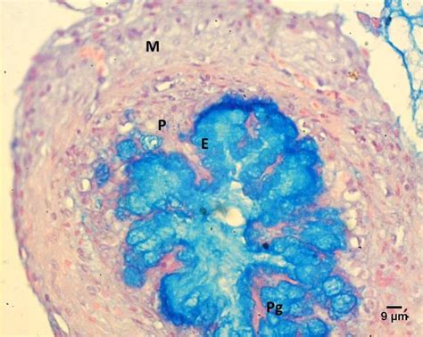 The Branch Of Ureter Chicken Shows Epithelium Contained Mucous