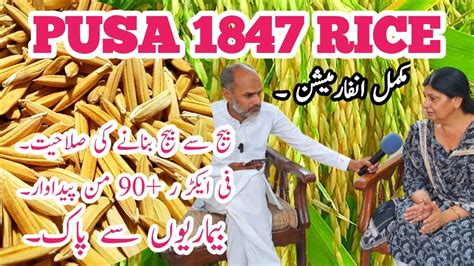 Pb 1847 1847 Farming In Pakistan High Yield Rice Verity Paddy