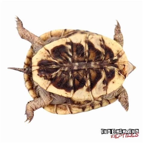 Baby Desert Ornate Box Turtles For Sale - Underground Reptiles