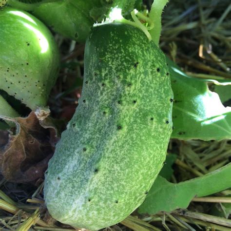 Cucumber National Pickling Common Sense Seeds