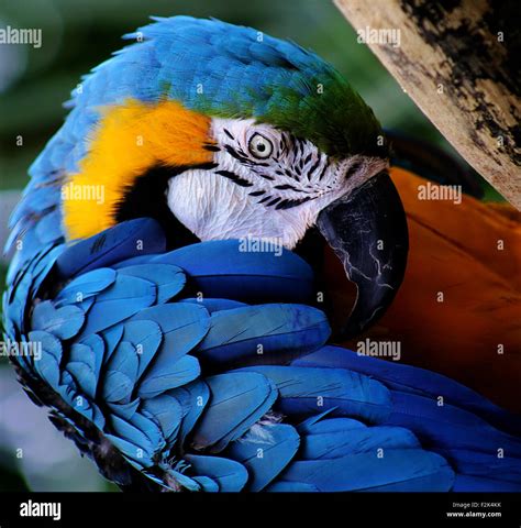 Zahme aras -Fotos und -Bildmaterial in hoher Auflösung – Alamy