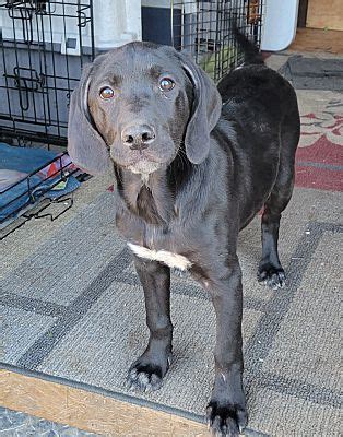 Lexington SC Labrador Retriever Hound Unknown Type Meet Solstice