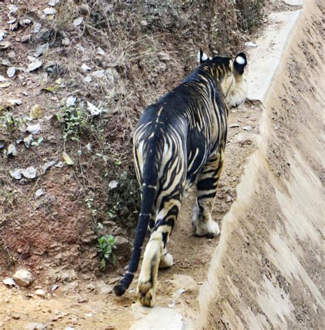 Rare black tiger on verge of extinction caught on camera