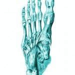 Сухожилия и связки стопы