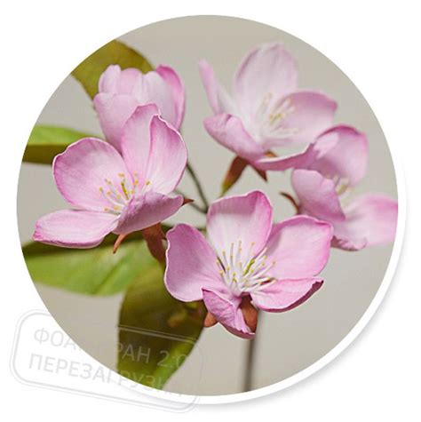 Цветы флешмоба - Гепатика азиатская, Глициния, Спирея кантонская ...