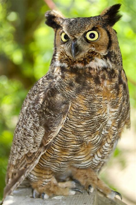 Owl Great Horned Portrait Free Photo On Pixabay Pixabay