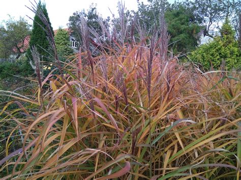 Купить Травы в Москве | Greendacha