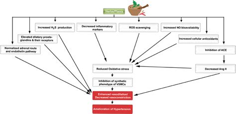 Frontiers Anti Hypertensive Herbs And Their Mechanisms Of Action Part I