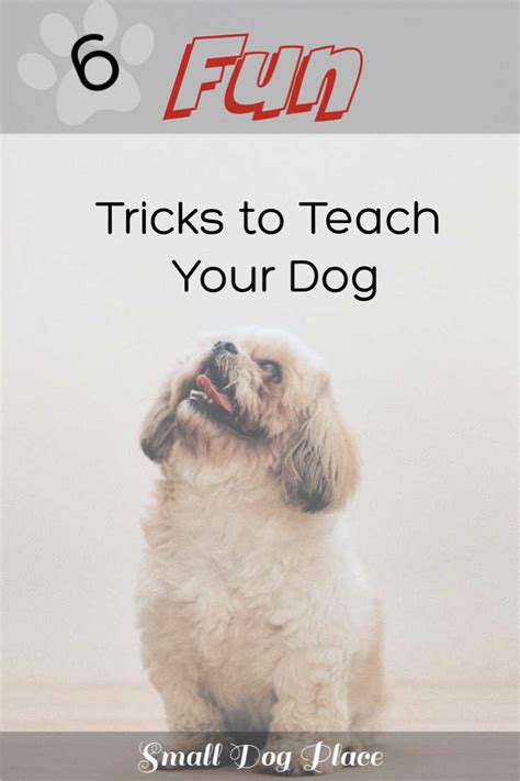 how to teach dog tricks