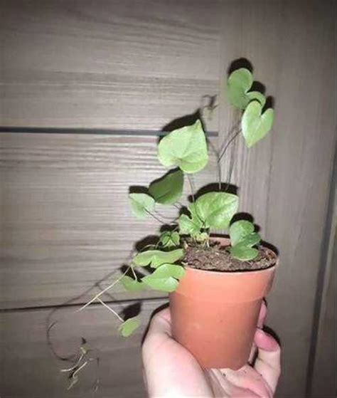 Диоскорея слоновая | Festima.Ru - Мониторинг объявлений