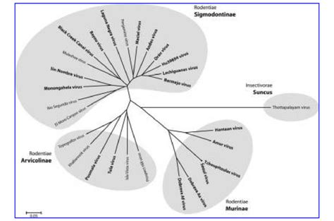 Neighbor Joining Phylogenetic Tree Of The Complete Coding Region Of The