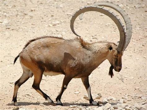 8 of The Biggest African Animals with Horns - 10Largest