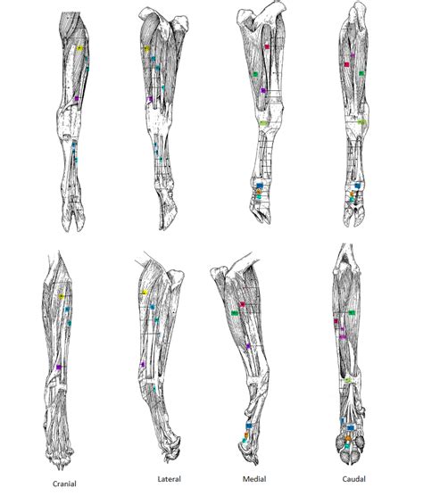 Distal Forelimb Myology Intrinsic Muscles Muscles Acting On The