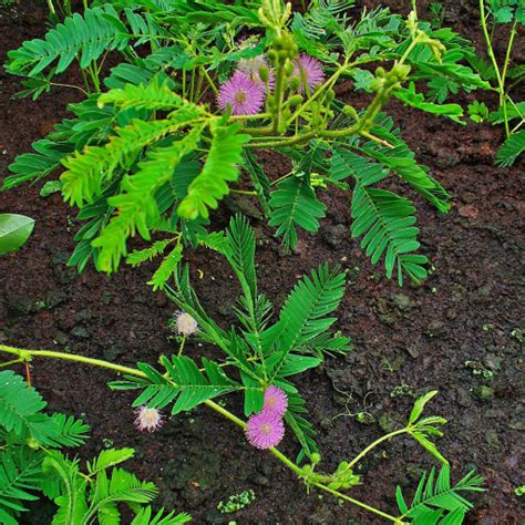 shame mimosa pudica care guide water soil propagation plantiary