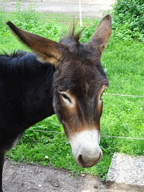 Ass Head Outdoor Free Photo On Pixabay Pixabay