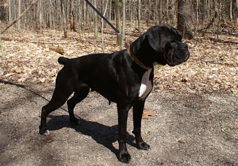 Sealed Brindle Boxer Forum Boxer Breed Dog Forums