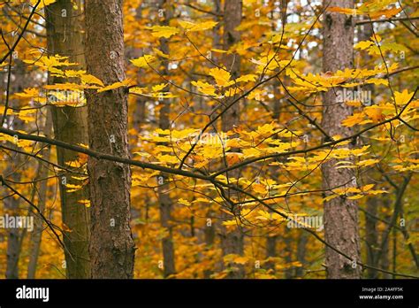 Autumn forest fall colors Stock Photo - Alamy