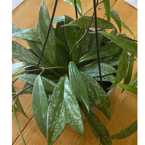 Hoya parviflora, Hoya Parviflora Splash - uploaded by @alysha