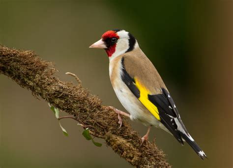 Goldfinch – Carduelis carduelis – AE James